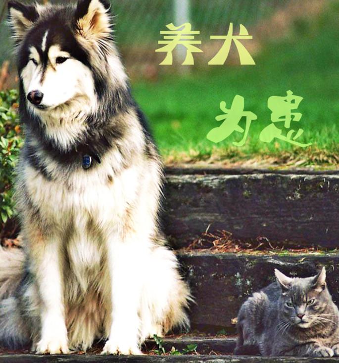 dog-infested