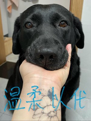 gentle on behalf of