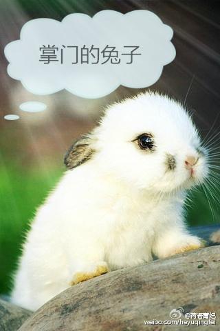 Head Rabbit